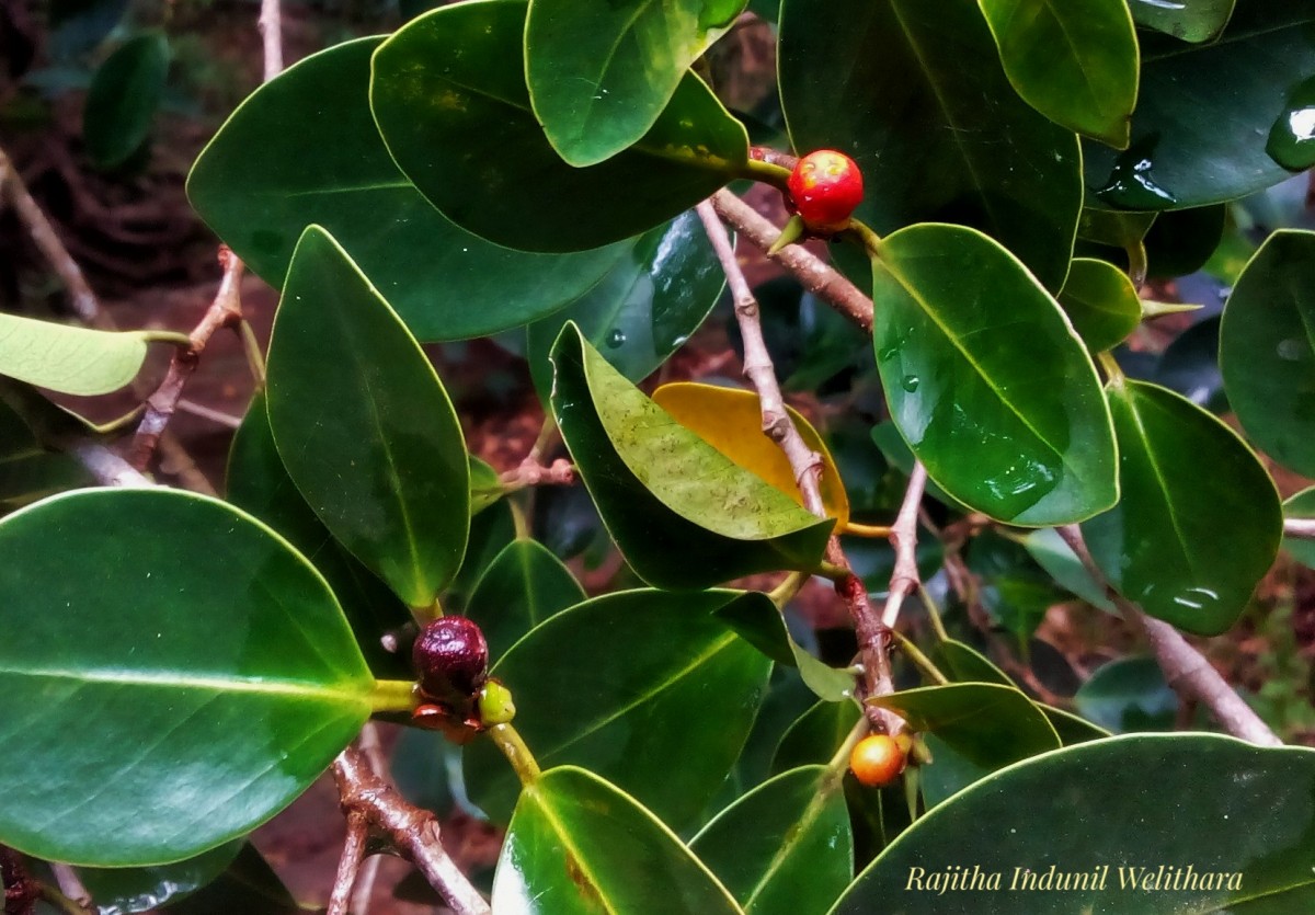 Ficus microcarpa L.f.